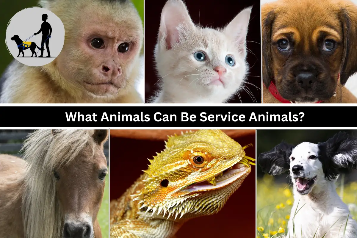 What animals can be service animals